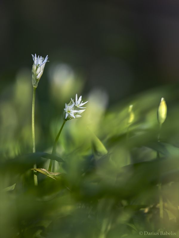 Черемшаphoto preview