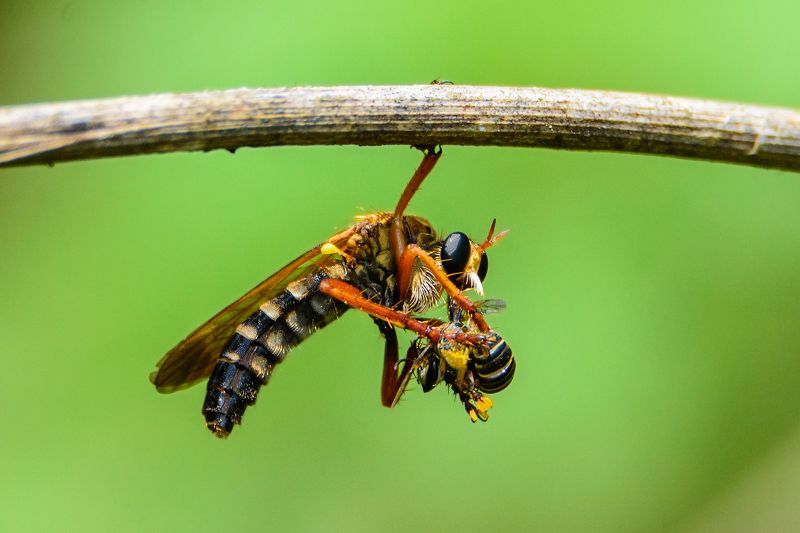 Macro, Wildlife, nature, India, small, wild, forest, 2021 Hanged Till Deathphoto preview