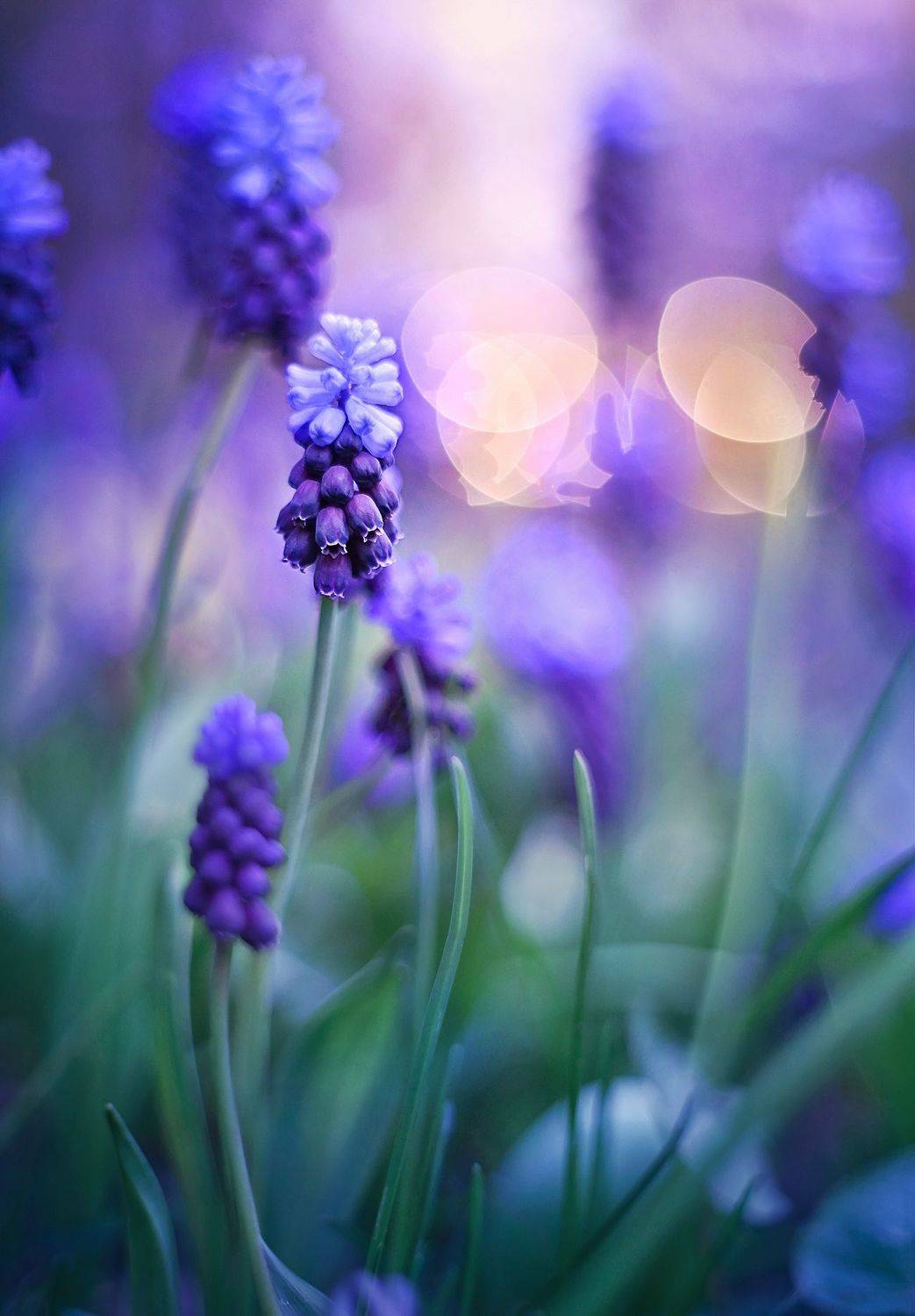 Purple evening. Автор: Dana S. , Dana S.