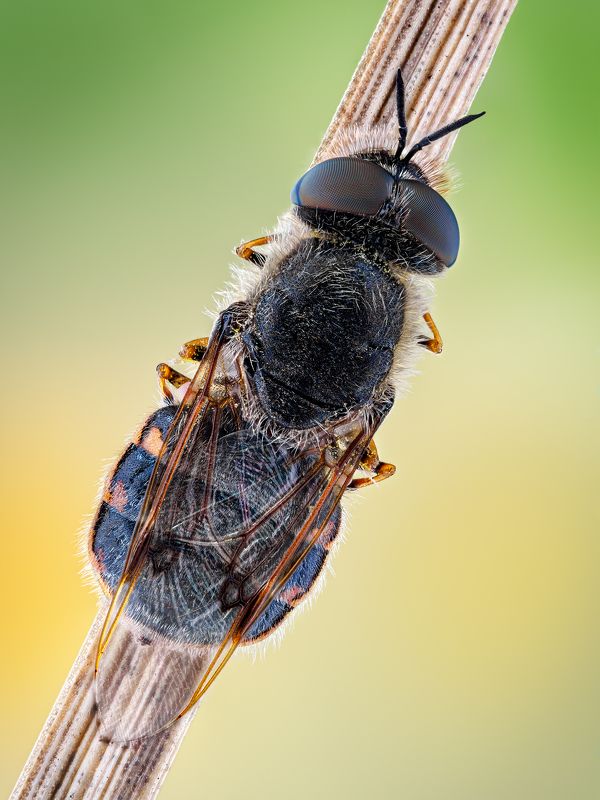 irass, waledzik, nat geo, olympus, close up, macro, extreme macro, макро Odontomyia argentata.photo preview