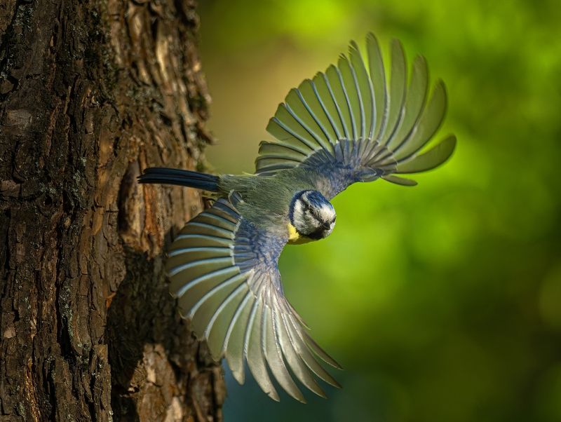 #птицы #лазоревка #полет Лазоревка летитphoto preview