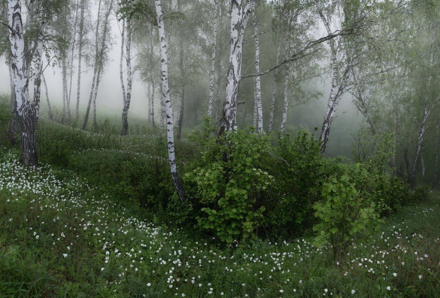 ***. Автор: Баранов Олег лес, свет, утро, природа, Баранов Олег