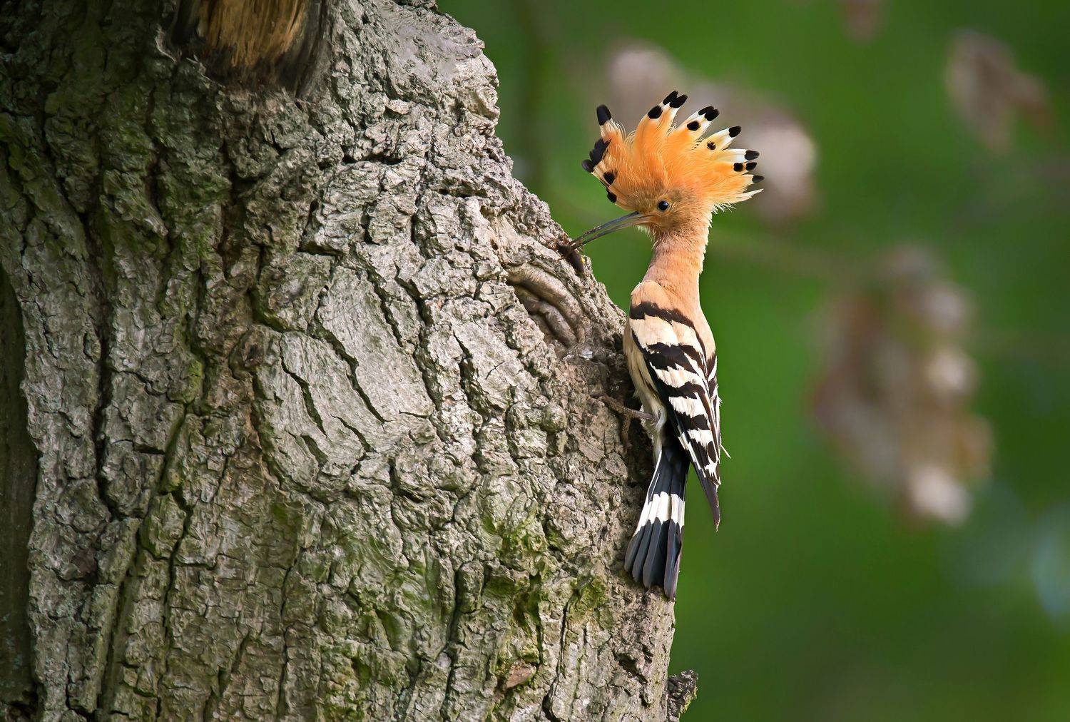 dudek. Автор: Grzegorz Dąbrowski , Grzegorz Dąbrowski
