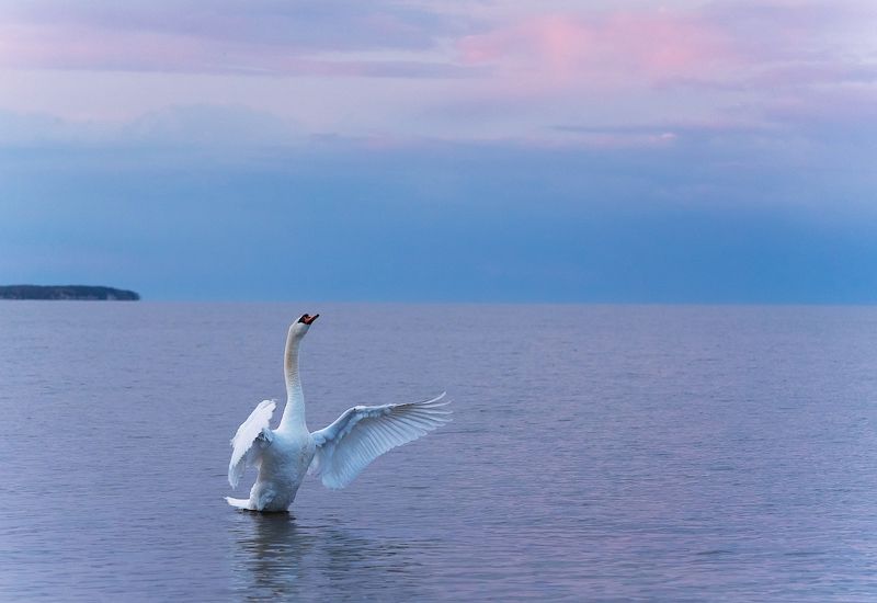 природа, птицы, лебедь, вечер Вечерphoto preview