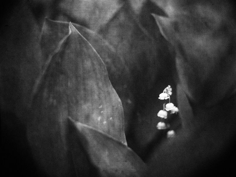 #haruhisa, camera Я тебя у всех украду...photo preview