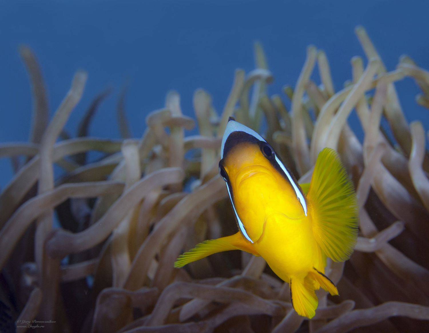 подводное фото подводный мир хургада египет жогло zhoglo красное море, Юрий Перевозников