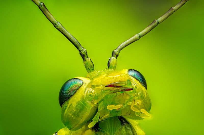 зелёный пилильщик, макро, макропортрет, насекомые, вредители, сад, природа зелёный пилильщикphoto preview