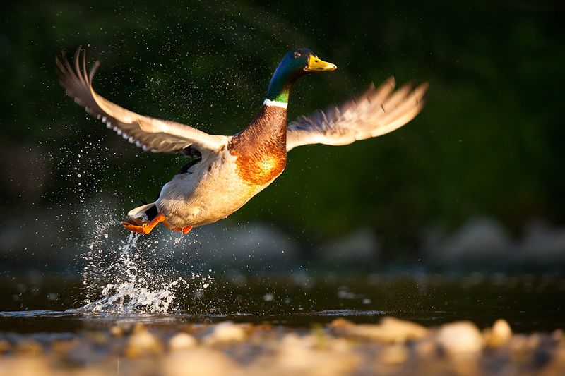 Duckphoto preview