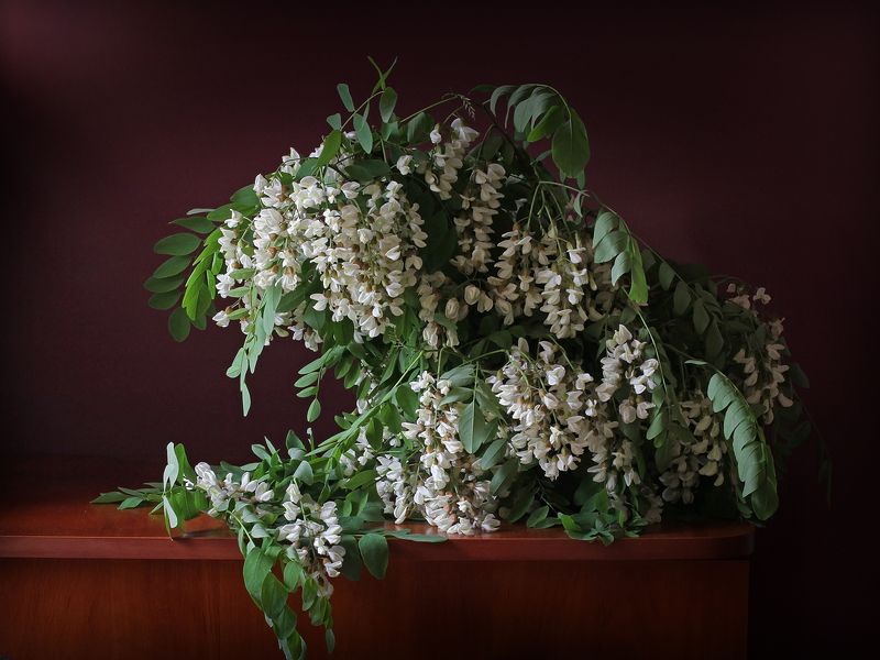 Акацияphoto preview