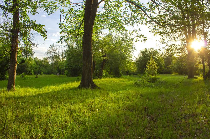 пейзаж, природа, лес, деревья, трава, солнце, утро, Утроphoto preview