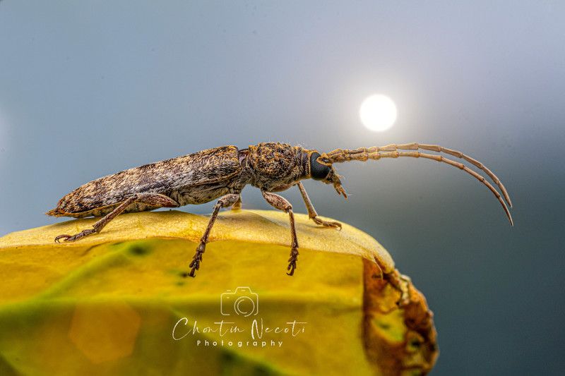 insect, macro, small, animal, wings, garden, yellow, leaf, close up, nature, natural, beautiful Insectphoto preview