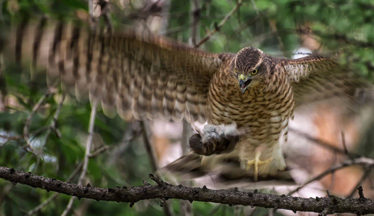 птица, ястреб перепелятник , охотник, трофей,, Марина Мочалова