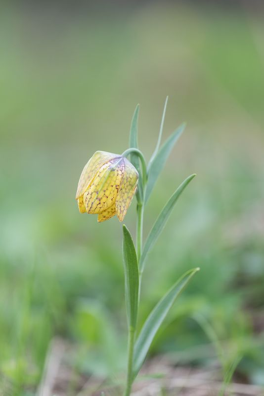 Рябчикphoto preview