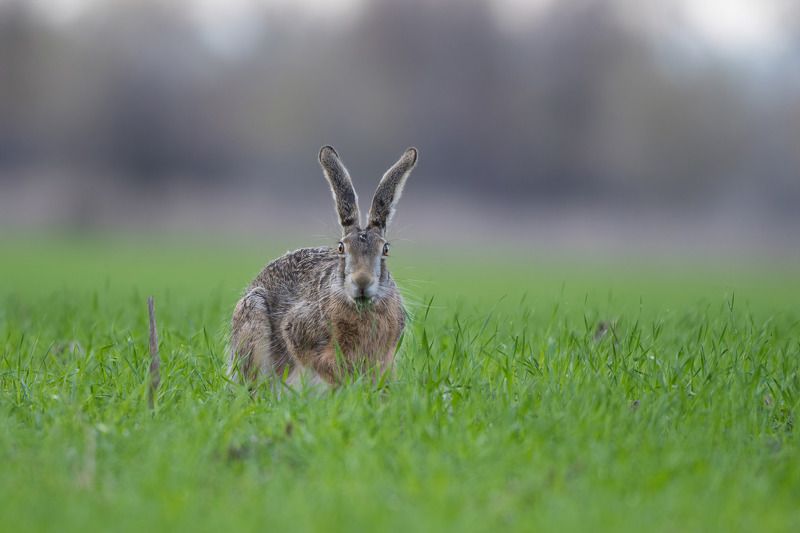 заяц, фотоохота, поле Удивлениеphoto preview