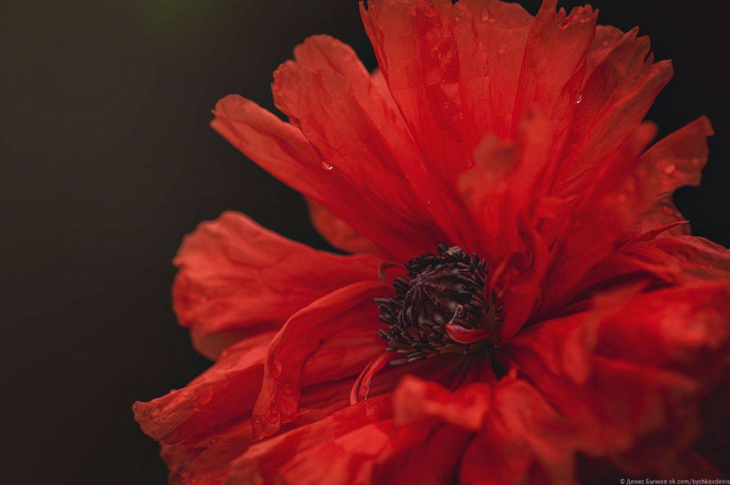 мак, Бычков Денис