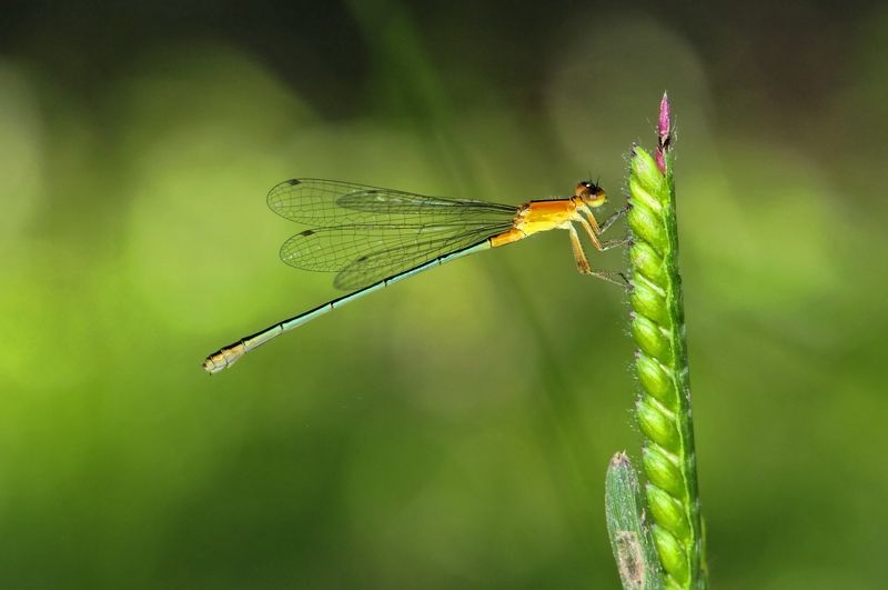 denis moura, mogi das cruzes, brasil, donzelinha Donzelinhaphoto preview