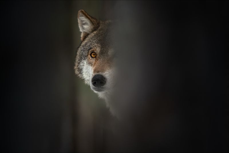 волк, wolf, красная шапочка, беларусь, красный бор, фототур в красный бор, фотоохота, canis lupus, red riding hood, серый волк, обыкновенный волк, евразийский волк, европейский волк ВЗГЛЯДphoto preview