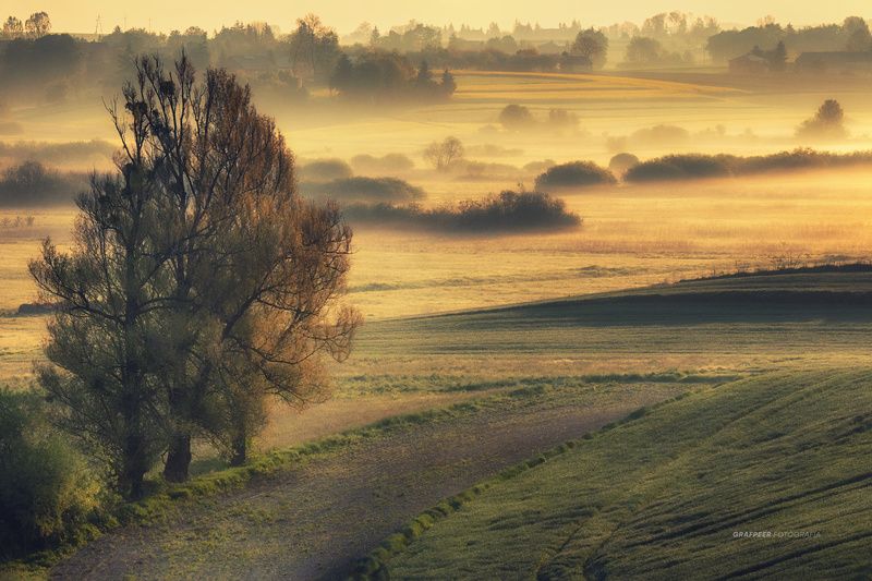 landscape, fields, trees, morning, foggy, sunlight, rpowroznik, spring tales of the field...photo preview