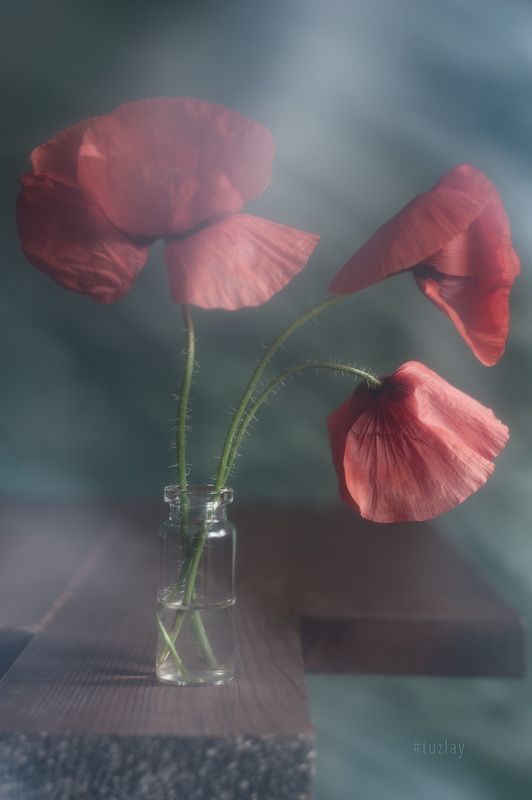 маки Пара этюдов с макамиphoto preview