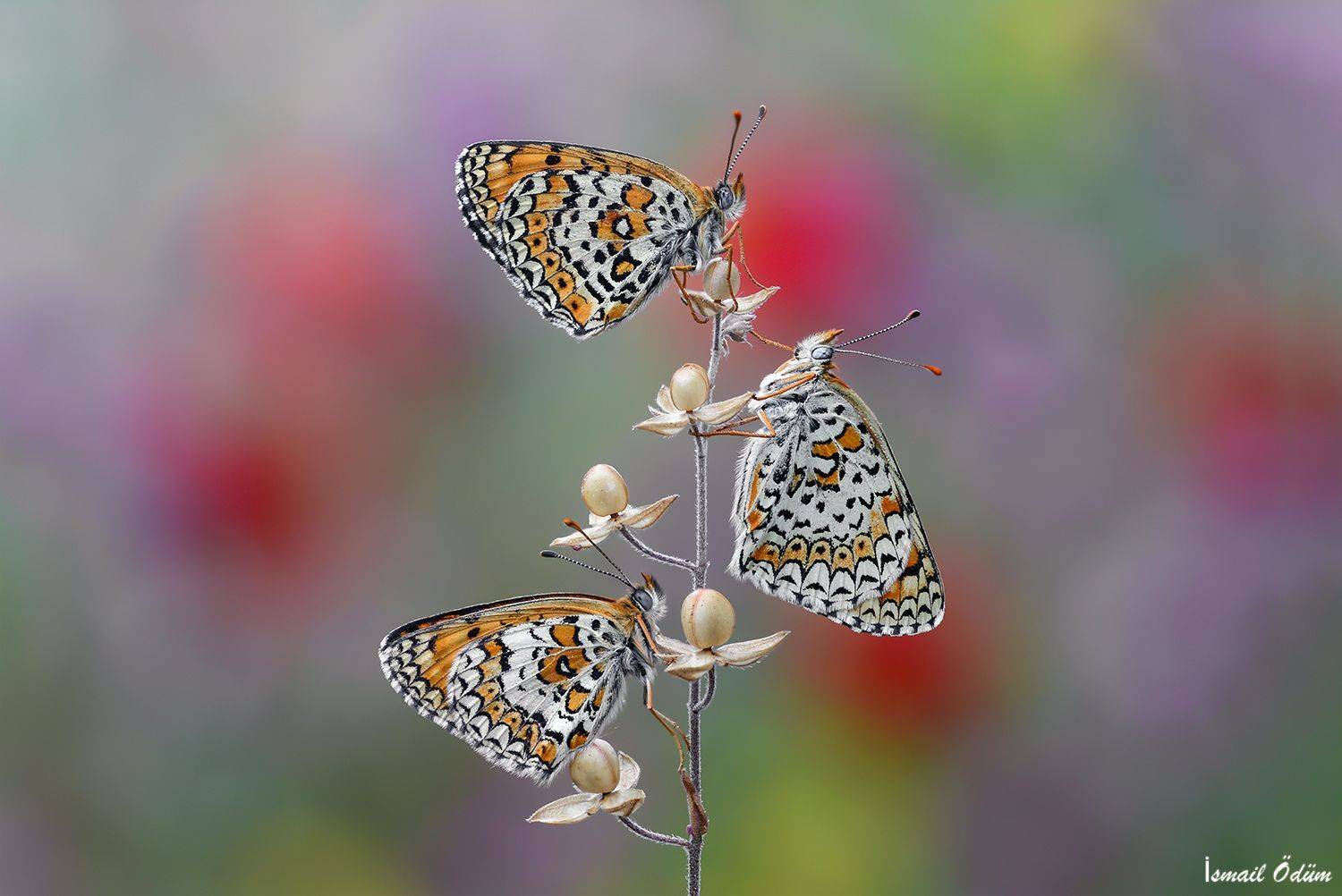 Butterflys. Автор: İsmail macro butterfly nature, İsmail