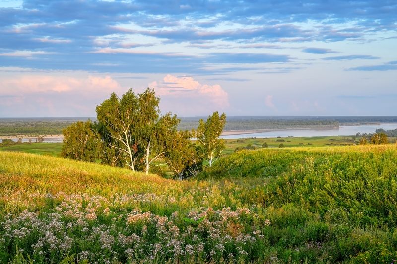 березы, обь, барнаул Березы на берегу Обиphoto preview