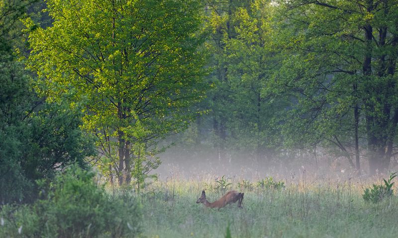 май,утро,лес, косуля,солнце,природа, Солнце на поляне фото превью