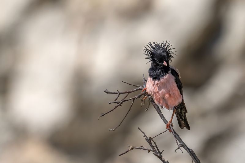 Punks is not dead...Rosy starlings (Pastor Roseus).photo preview