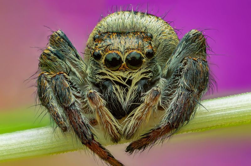 Скакунчикphoto preview