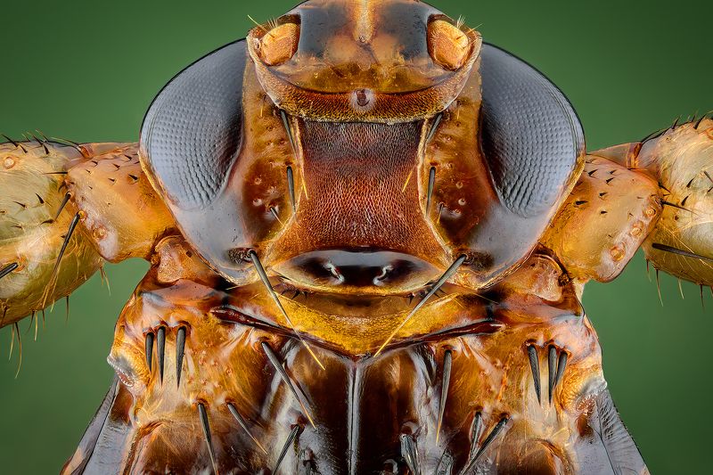 irass, waledzik, nat geo, olympus, close up, macro, extreme macro, макро Lipoptena cervi.photo preview