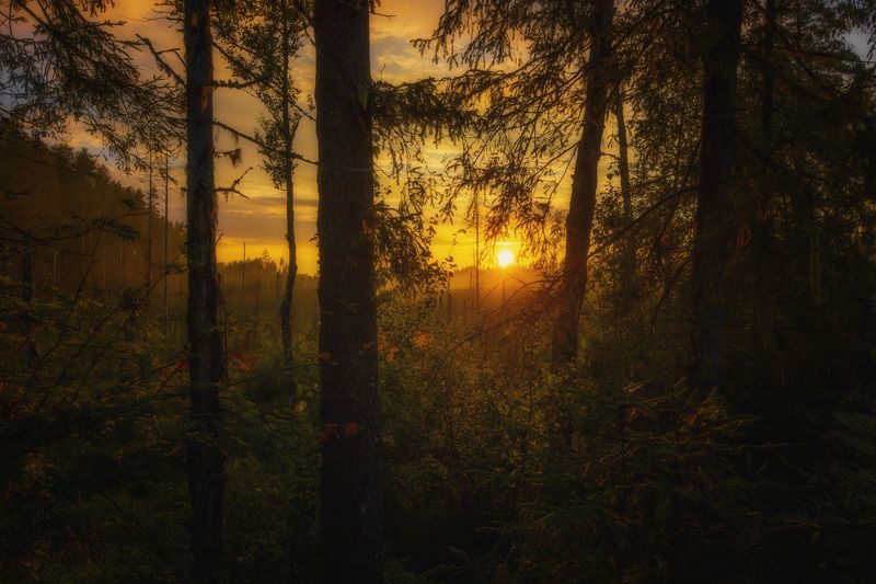 пейзаж, природа россии, закат, лес, природа Сказочный лесphoto preview