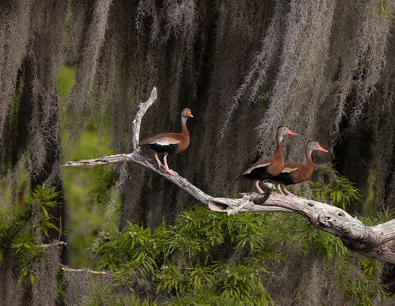 утка, duck, флорида, florida, black-bellied whistling duck Black-Bellied Whistling Duck -Чернобрюхая свистящая уткаphoto preview