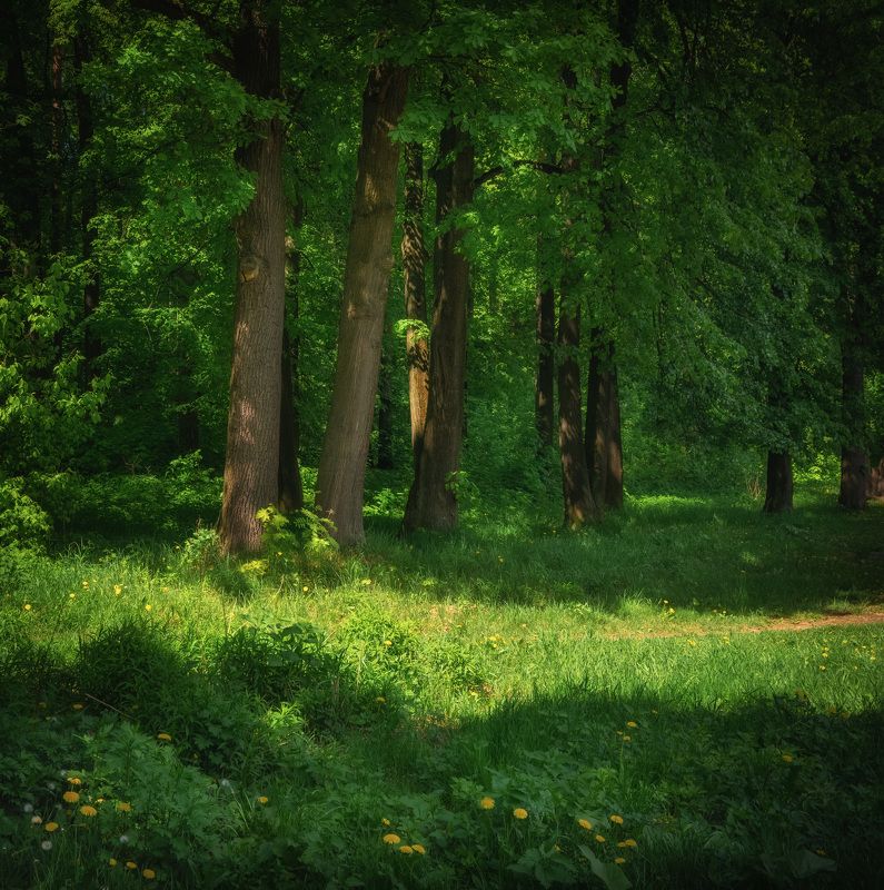 Майский лес фото превью