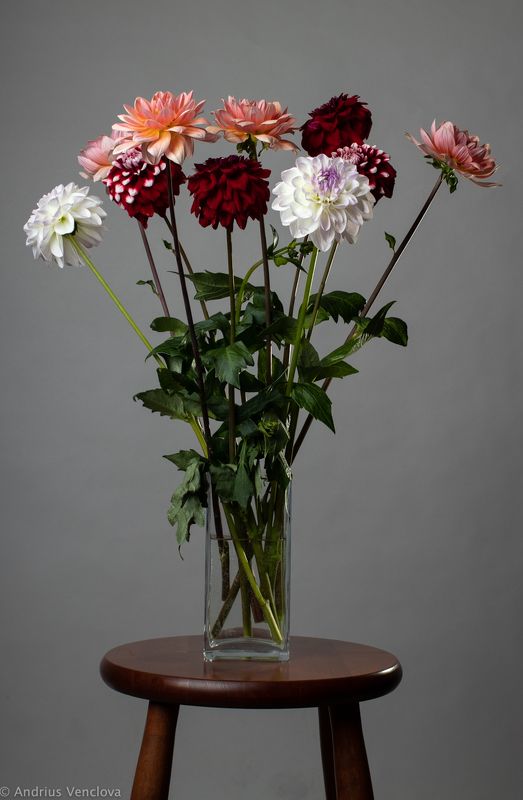 Георгиныphoto preview