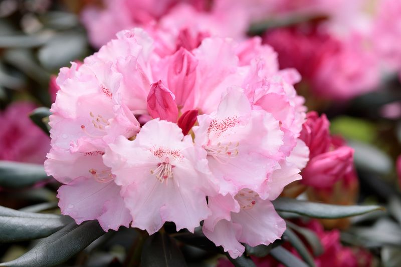 рододендрон, растение, природа, цветы Рододендронphoto preview