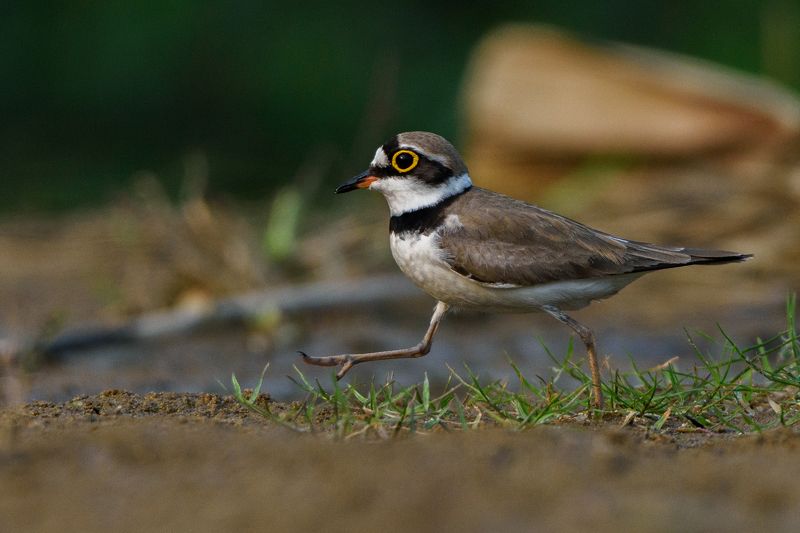 wildlife, bird, animal, nature, 2021, forest, river birds, Lets take a walkphoto preview