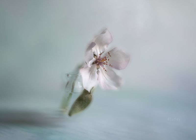 айва, цветение Фантазия с цветком айвыphoto preview