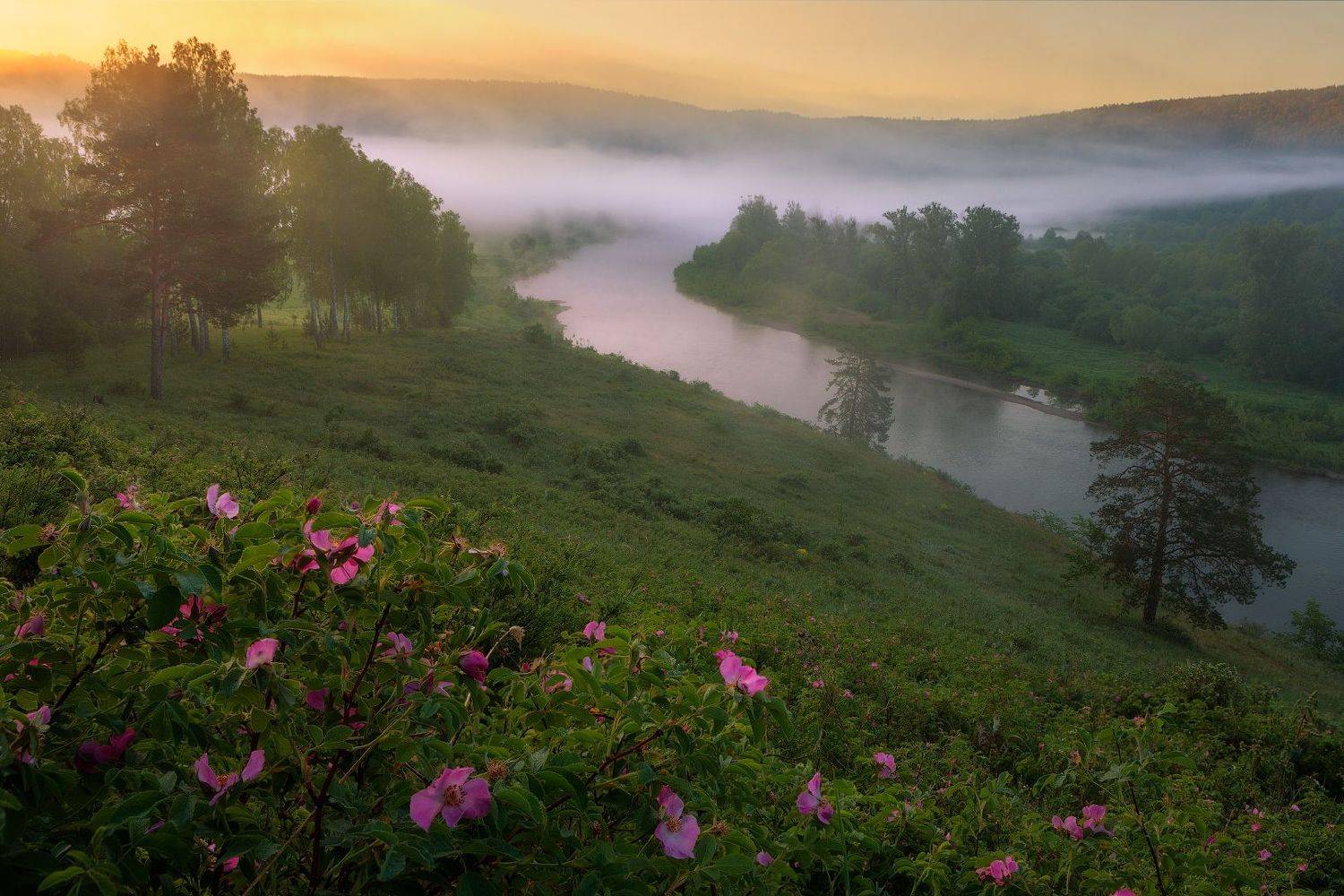 юрюзань, шиповник,  marateaman