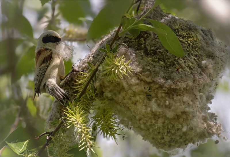 птица, ремез, гнездо, заботы, строитель, строитель.. (ремез)photo preview