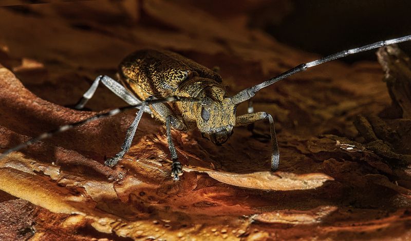 макро;короед Выход из сумрака ...photo preview