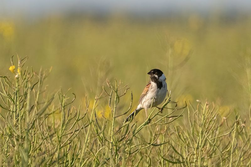 bruant des roseaux; emberiza schoeniclus; common reed bunting; bird; perching; rapeseed; sparrow Камышовая овсянкаphoto preview