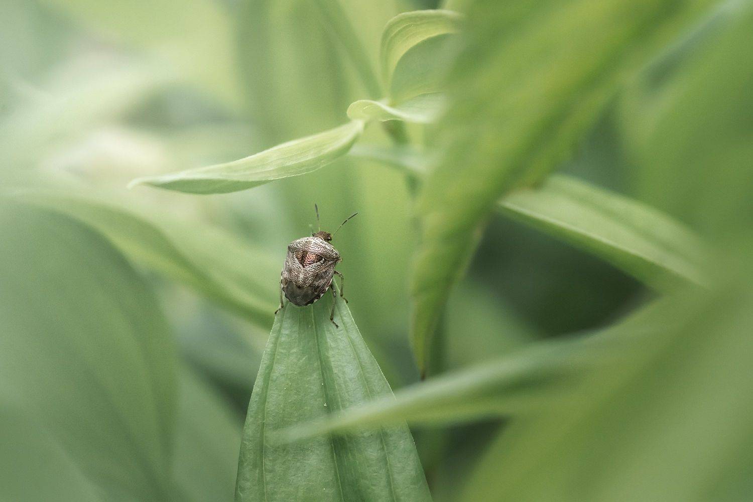 ***. Автор: Шинкарева Елена , Шинкарева Елена