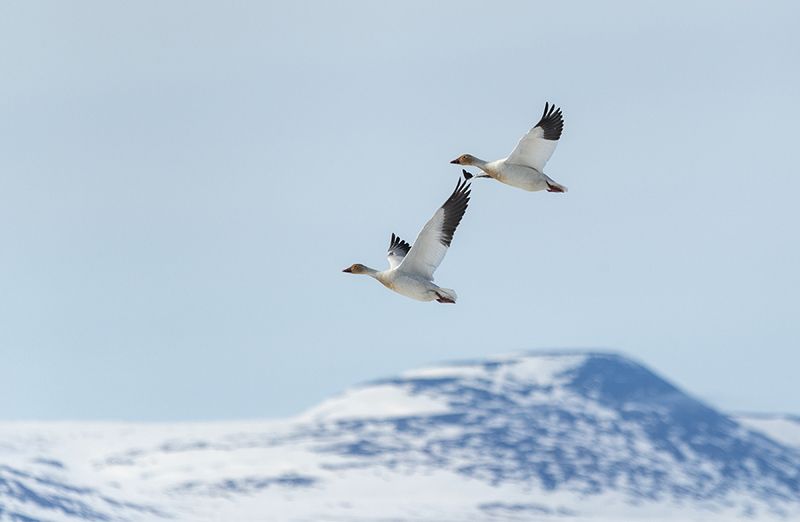 чукотка, арктика, север, весна, снег, птицы, гуси, белый гусь, перелет Дома!photo preview