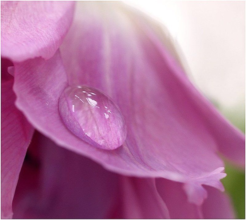 Капляphoto preview