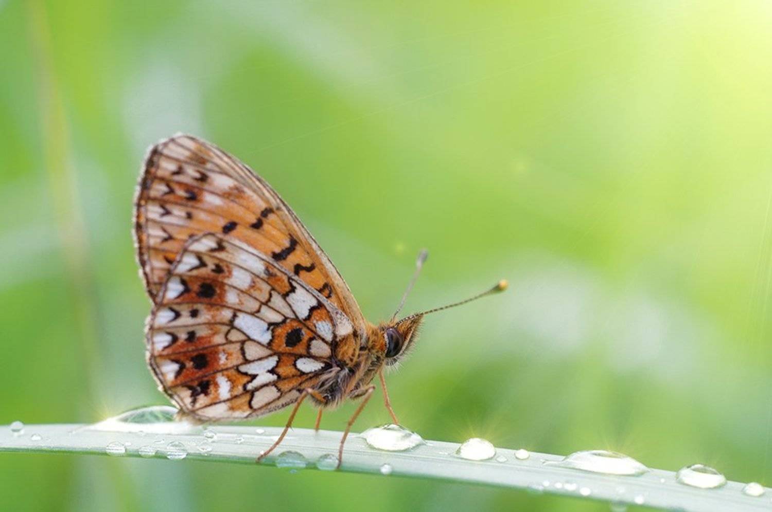 ***. Автор: Alexey Gnilenkov , Alexey Gnilenkov