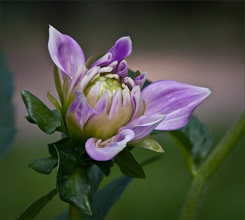 поздний...photo preview