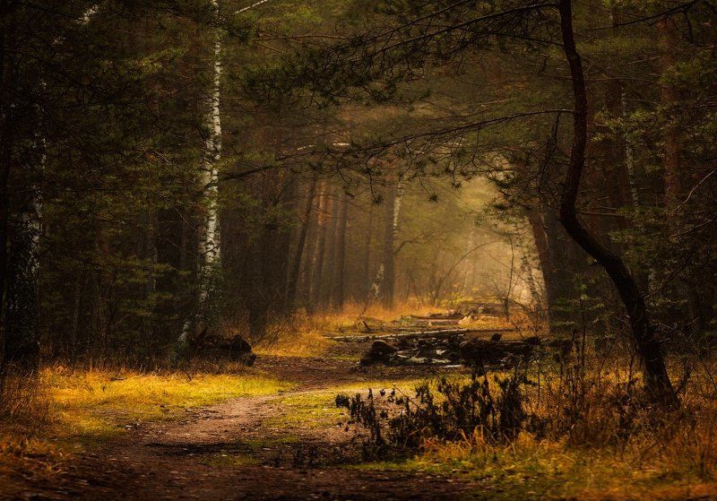 На пути к свету фото превью