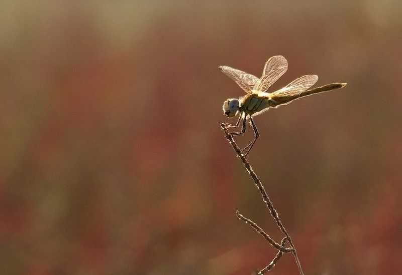 вече Однажды вечером,вечером,вечером...photo preview
