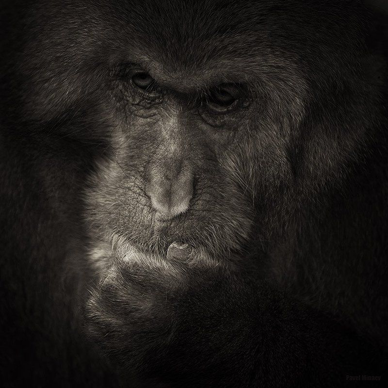 Мудрецphoto preview