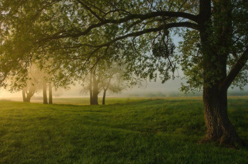 рассвет, луг, роса Вечный майphoto preview