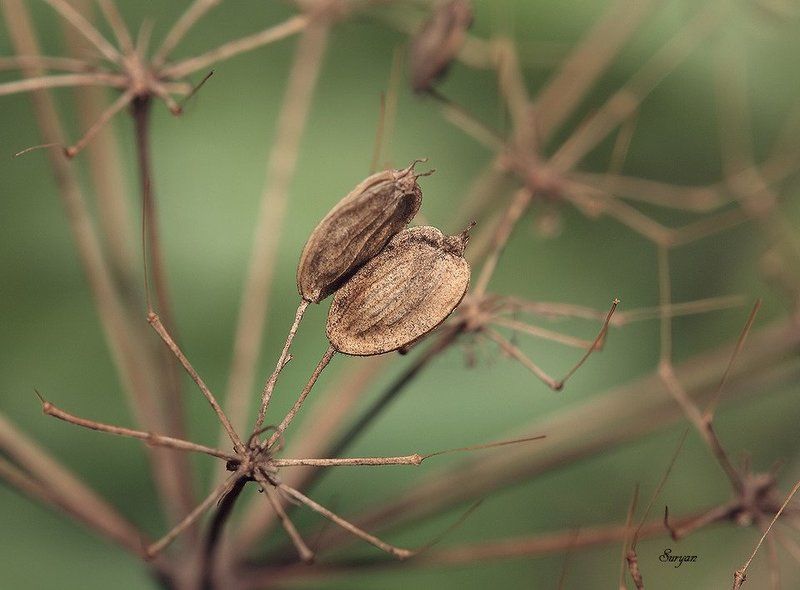 Осенний поцелуй фото превью